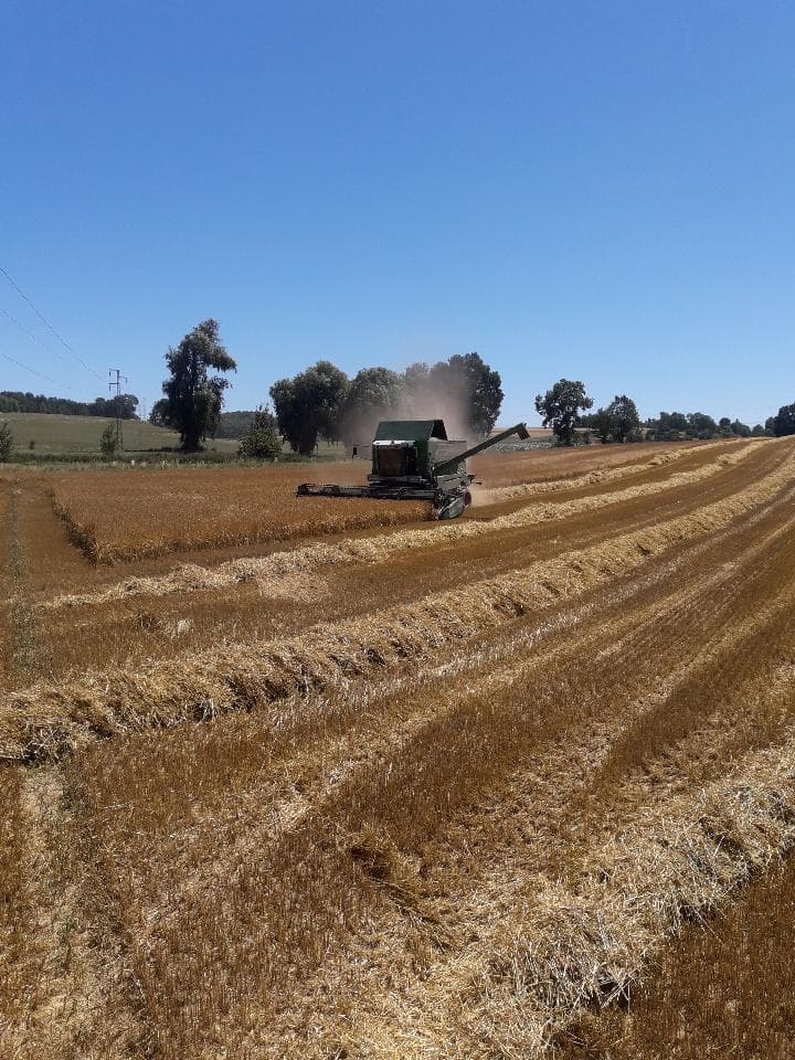 Kombajn zbożowy Fendt 8350